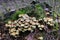 Small light-colored mushrooms grow on a tree stump covered with green moss