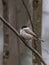 A small light gray black-headed chickadee sits on a branch in the forest