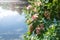 Small light pink flowers and buds on the bushes on the river Bank