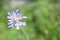 Small light purple flower, Mendips