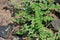 Small Light Red or Pink Colored Wild Plant growth during monsoon in South Asia Indian Subcontinent