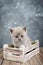A small lilac Scottish Straight kitten in a wooden box. Cat looking carefully.