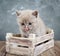 A small lilac Scottish Straight kitten in a wooden box. The cat looks carefully and licks.