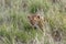 Small lion cub hiding in the grass of the African savanna