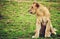 Small lion cub portrait. Tanzania, Africa