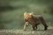 Small lion cub walking in sunlight with smooth green background in Tanzania