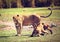 Small lion cubs with mother. Tanzania, Africa