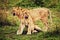 Small lion cubs playing. Tanzania, Africa