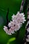 The Small Lipped Dendrobium flowers are light pink in color.