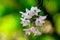 The Small Lipped Dendrobium flowers are light pink in color.