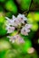 The Small Lipped Dendrobium flowers are light pink in color.