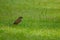 Small litle bird on grass