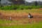 Small litle bird on grass