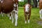 A small little brown calf with white head stands in a field with big cows. Group of cows. Breeding calves on the farm