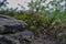 Small little detail of a rock bush