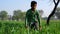 Small little Indian kid in Triticale or Rye field. Beautiful green nature landscape and kid closeup