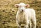 Small little lamb looks up from the field on a late afternoon winter day