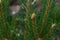 Small little light brown cones on green fluffy spruce prickly branch with needles on coniferous tree