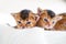 Small little newborn kitty, wild-colored kittens of Abyssinian cat breed lie, sleep sweetly on soft white blanket in bed