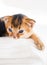 Small little newborn kitty, wild-colored kittens of Abyssinian cat breed lie, sleep sweetly on soft white blanket in bed