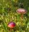 small little red mushroom in the grass and moss in morning golden light with dew drops defocused background