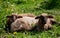 Small , little sheep lambs resting on the huge grass