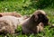 Small , little sheep lambs resting on the huge grass