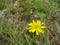 Small little yellow flower in a meadow. Hawkweed.