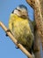 Small little yellow titmouse