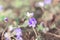 Small liverleaf or hepatica flowers in the forest or park with w