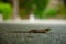 Small lizard on asphalt in park, Czech republic