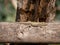 A small lizard basks in the sun on a warm spring day. The reptile moves along a tree branch. The life of reptiles in natural