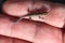 A Small lizard with a black body and yellow stripes Cryptoblepharus egeriae. Bright blue tail. Small skink climbs on fingers of hu