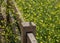 A small lizard and blooming mustard flowers at the Lake Balboa park in springtime, Los Angeles, California