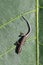 Small lizard Blue-tailed skink with black body and yellow stripes on green leaf of Ketapang. Cryptoblepharus egeriae with blue tai