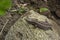 A small lizard cadaver with a discarded tail basking in the sun in spring, the loss of the tail by the lizard