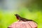 Small Lizard on Fence Post