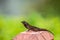 Small Lizard on Fence Post