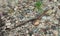 Small lizard walking on a gravel path