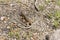 Small lizard watching between the stones