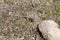 Small lizard watching between the stones