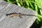 Small lizard on wooden path, Lithuania