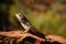 Small lizard in Zion national park resting on the rock