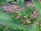 Small lizards,chameleon garden reptiles Walking on the leaves at tree branches