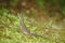 Small lizzard, Costa Rica