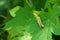 A small locust on green leaves in the fields