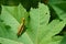 A small locust on green leaves in the fields