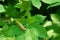 A small locust on green leaves in the fields