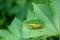 A small locust on green leaves in the fields