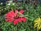 Small locust upon red flower